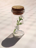 Szklany kwiat w butelce - biała niezapominajka